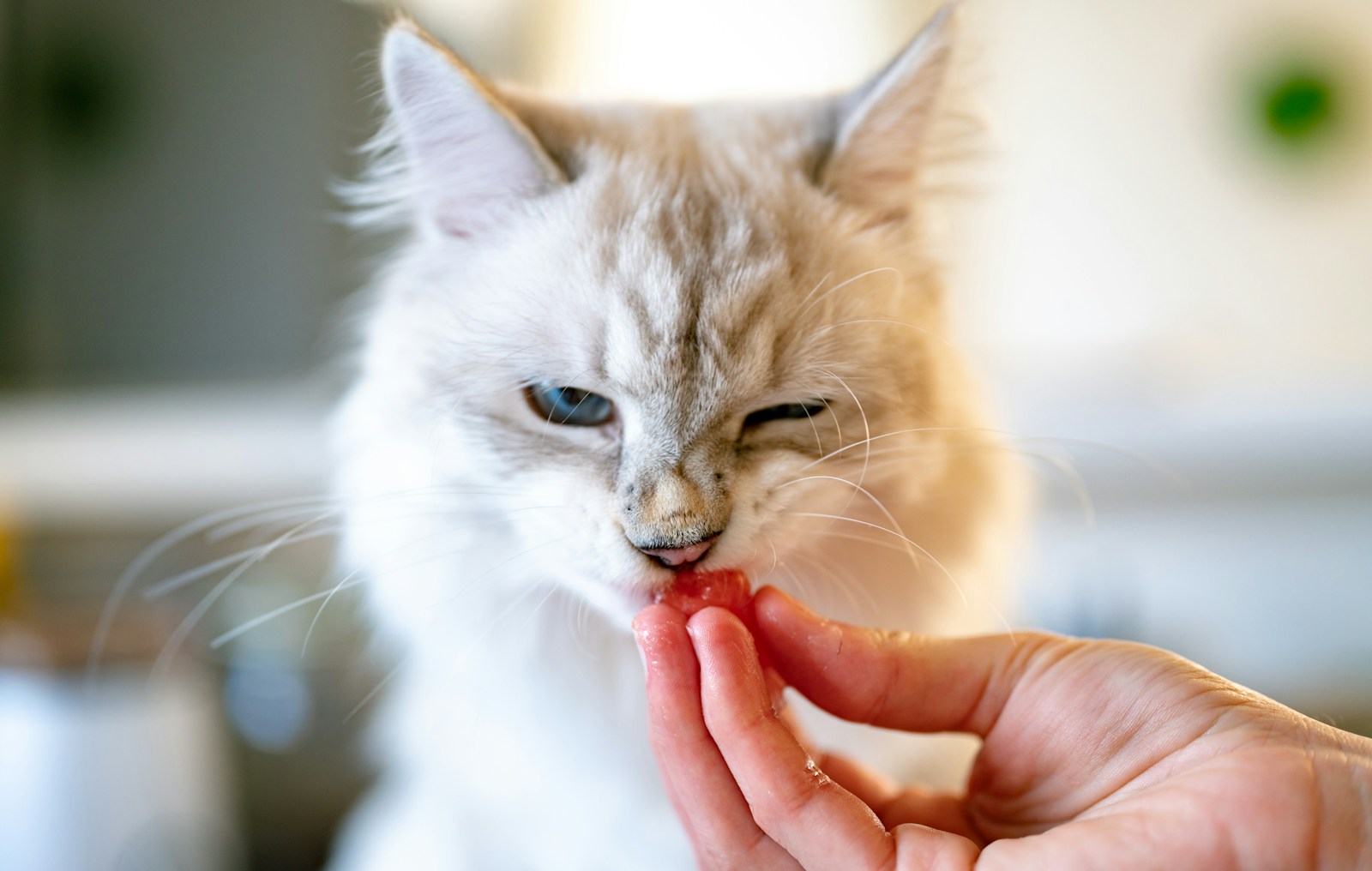 chat cbd